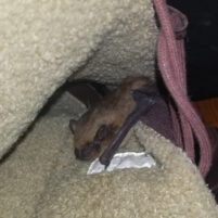 Carlsbad Bat Issues and Problems