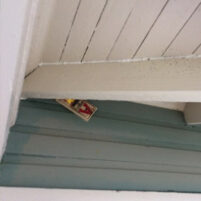 Carlsbad Rats and Mice Issues