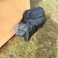 Carlsbad Skunk Issues