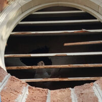 Carlsbad Pest Squirrel Problems