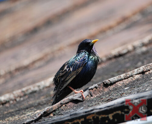 A Bird on a Carlsbad Roof