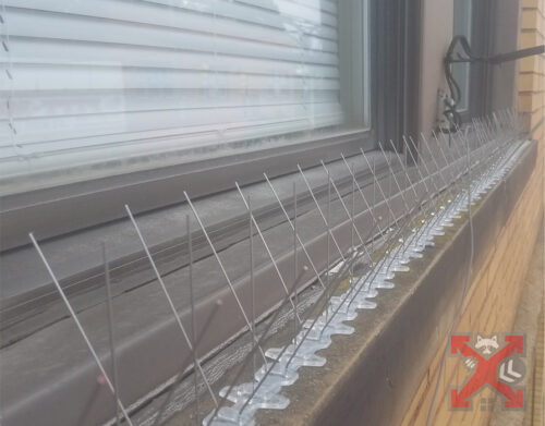 Bird Spikes for Exclusion in Carlsbad