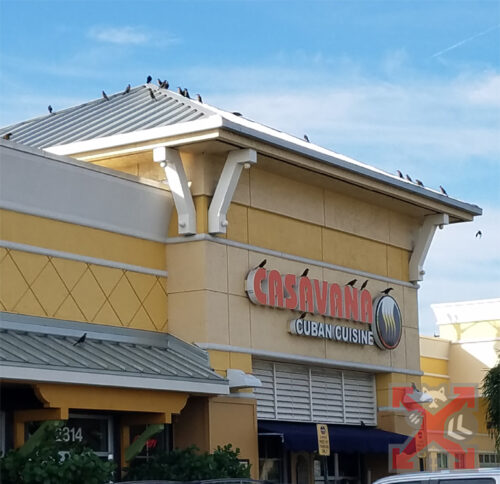 Birds on Carlbad Storefront