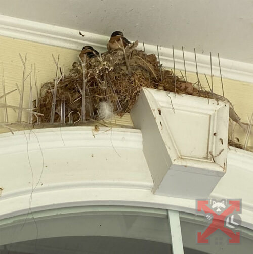 Birds Nesting on Improperly Placed Bird Spikes in Carlsbad