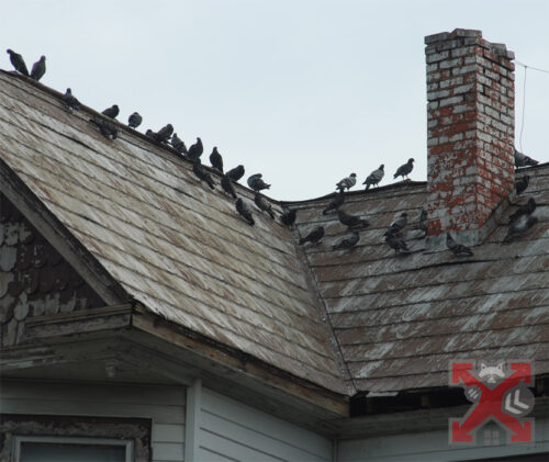 Pigeons Roosting on a Carlsbad Rooftop Home