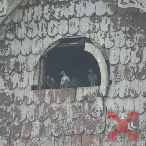 Pigeons in Carlsbad Attic Opening