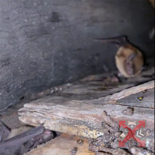 Bats in Soffit will Need Removal