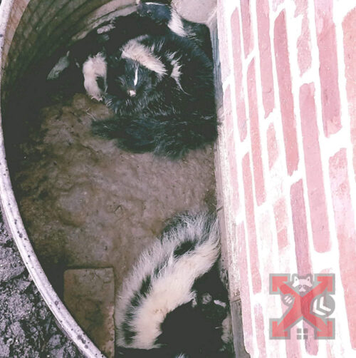 A Family of Skunks in Carlsbad California