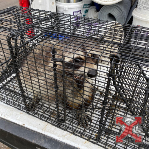 A Raccoon in A Trap