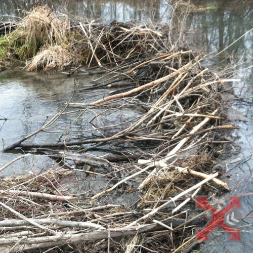 Beaver Dam in Carlsbad California