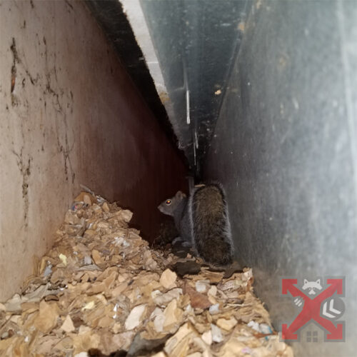 Nesting Squirrel in Carlsbad Home
