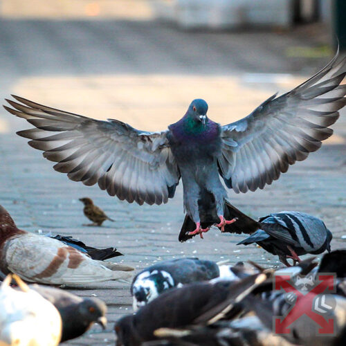 Pigeon Control in Carlsbad California