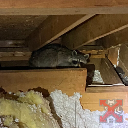 Raccoon in Crawlspace in Carlsbad California