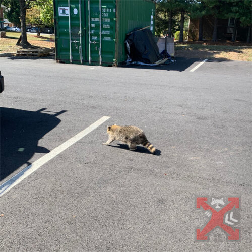 Raccoon in Carlsbad Parking Lot