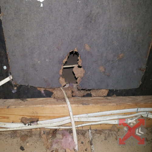 Rat Damage in Carlsbad California