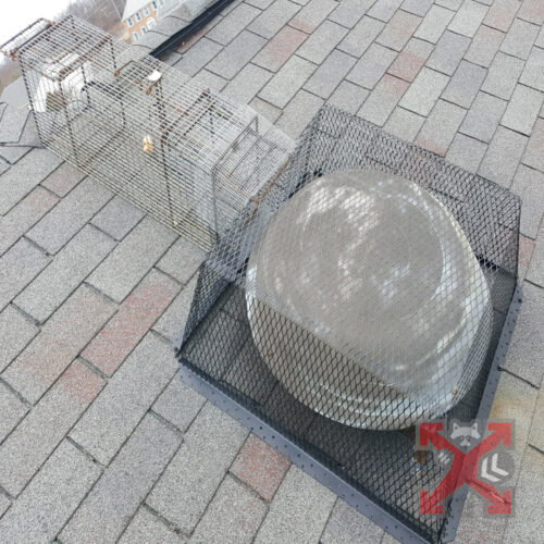 Carlsbad Wildlife Exclusion for Vent