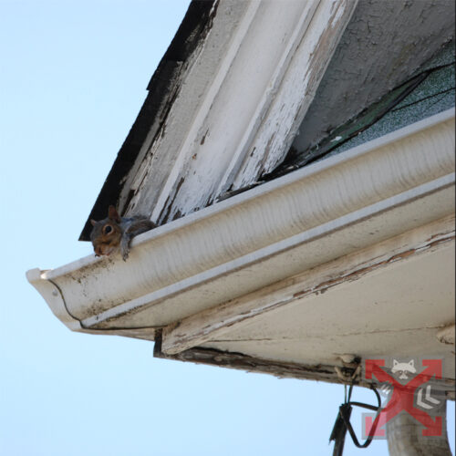 Squirrel In Carlsbad Gutter