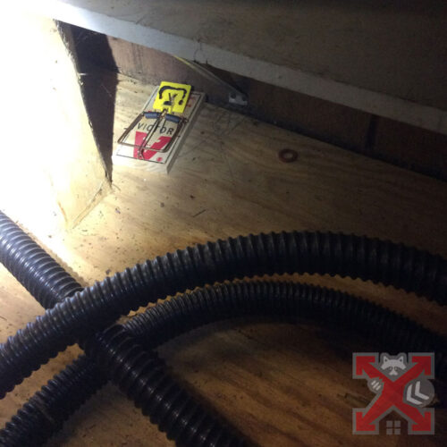 Traps For Rodents in Carlsbad California