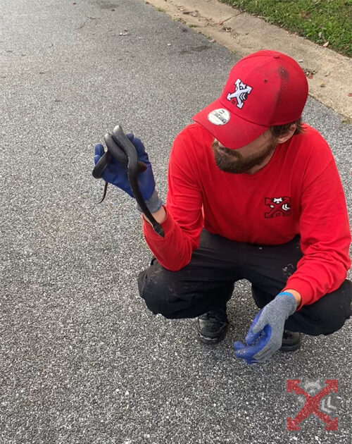 Technician with Caught Snake in the House