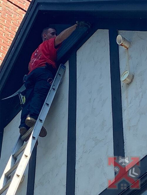 Wildlife Technician Removing Woodpecker Nest
